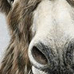 Donkey Canvas Wall Art